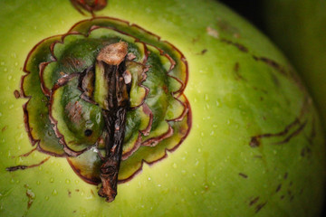 Detailed image of a coconut