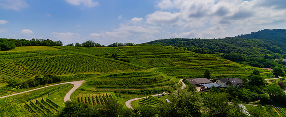 Weinberge Reben 