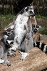 Ring-tailed Lemur, Lemur catta, the group is heated in the sun