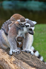 Ring-tailed Lemur, Lemur catta, the group is heated in the sun