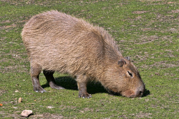 Capybara, Hydrochoerus hydrochaeris, pasture