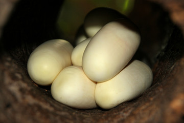 Egg cloth, Chinese Cobra, Naja atra