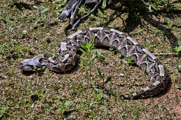 Gaboon viper, Bitis gabonica rhinoceros, is among the largest poisonous snakes