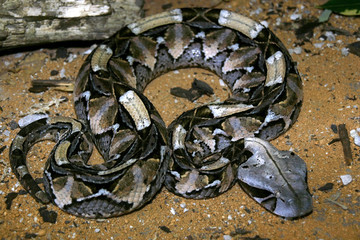 Gaboon viper, Bitis g. gabonica  is among the largest poisonous snakes