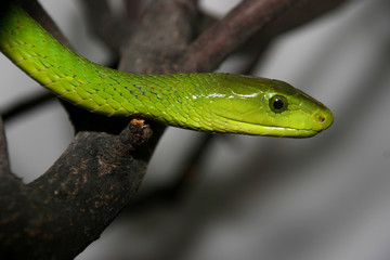 Naklejka premium Portrait of Green mamba, Dendroaspis viridis