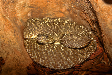 Uracoan rattlesnake, Crotalus vegrandis, is brightly colored