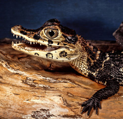 Portrait of a young Black caiman, Melanosuchus niger