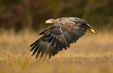 White tailed eagle (Haliaeetus albicilla)