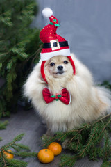 merry Christmas dog, puppy in a Santa hat
