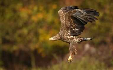 White tailed eagle (Haliaeetus albicilla)