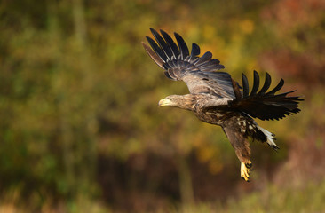 White tailed eagle (Haliaeetus albicilla)