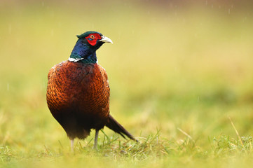 Ringneck Pheasant (Phasianus colchicus)