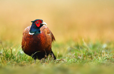 Ringneck Pheasant (Phasianus colchicus)