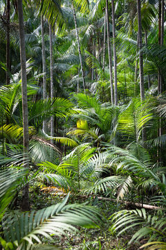 Euterpe oleracea (a&iacute;_ai), Ilha do Combu, Amazon, Belem do Par&iacute;&ccedil;, Para, Brazil