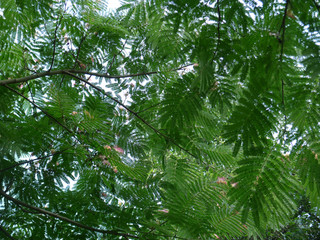 Fototapeta na wymiar Seidenbaum . Exotischer Mimosenbaum