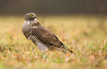 Northern goshawk (Accipiter gentilis)