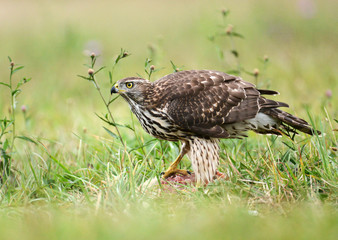 Northern goshawk (Accipiter gentilis)