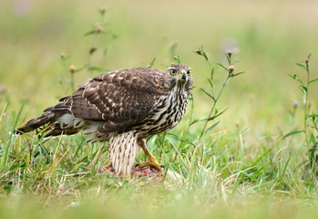 Northern goshawk (Accipiter gentilis)