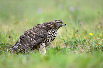 Northern goshawk (Accipiter gentilis)