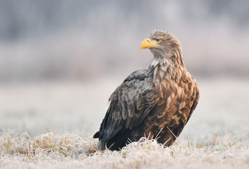 White tailed eagle (Haliaeetus albicilla)