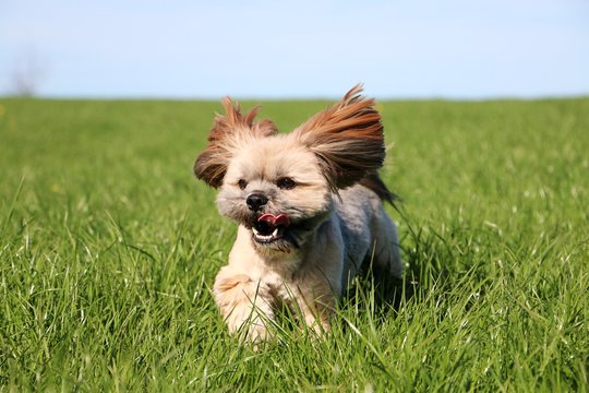 beautiful small lhasa apso is running in the garden