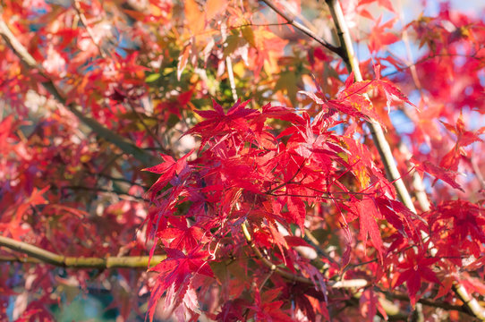 Red maple leaves in autumn in a park in Japan