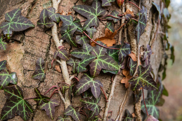 Ivy Plant Climbing Tree in Autumn