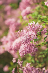 Fototapeta na wymiar bush of flowering lilac