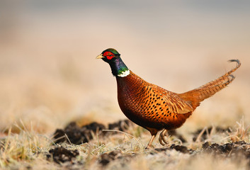 Ringneck Pheasant (Phasianus colchicus)