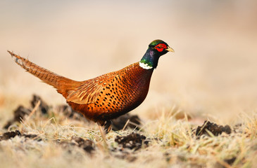 Ringneck Pheasant (Phasianus colchicus)