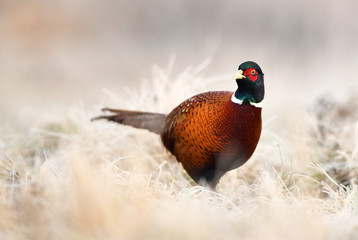 Ringneck Pheasant (Phasianus colchicus)
