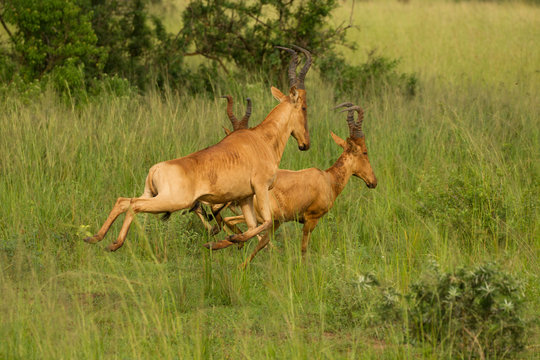 Jackson's Hartebeest (Alcelaphus buselaphus), Antelope, Murchison Falls National Park, Uganda