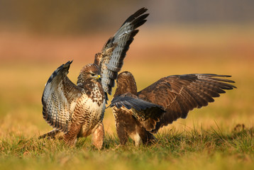 Common buzzards (Buteo buteo)