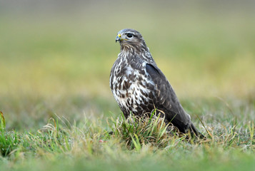 Common buzzard (Buteo buteo)