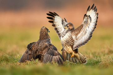 Common buzzards (Buteo buteo)