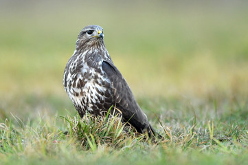 Common buzzard (Buteo buteo)