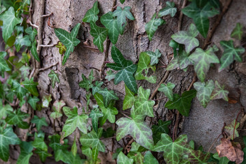 Fototapeta premium Ivy Plant Climbing Tree in Autumn