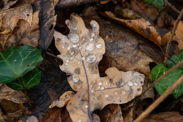 Water Droplets on Oak Leaf in Autumn