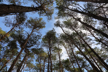 Beautiful Baltic forest landscape in late autumn. Curonian Spit, Russia