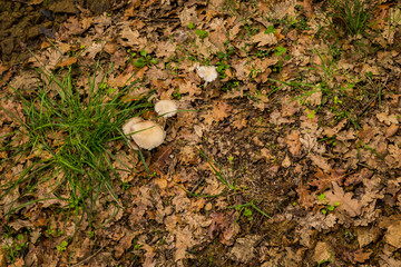 mushrooms in the forest
