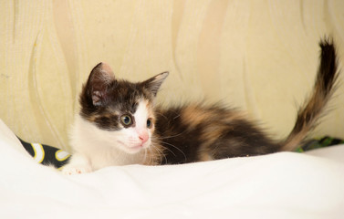 playful tricolor little kitten