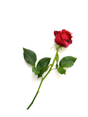 Fototapeta premium Single beautiful red rose on white