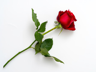 Single beautiful red rose  on white
