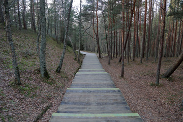 Beautiful Baltic forest landscape in late autumn. Curonian Spit, Russia