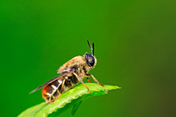 bees insects on the flowers
