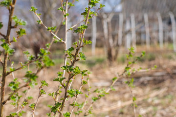 branch of gooseberry on natural background