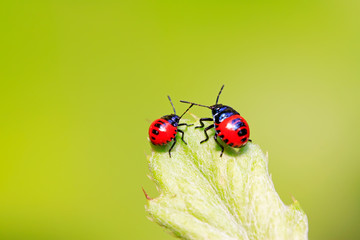 Blue bugs on green plant