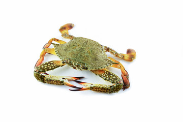 crab meat / seafood fresh crab isolated on white background