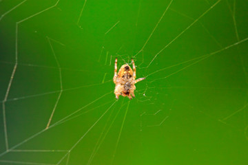 spider on web