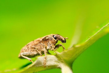 weevil on plant